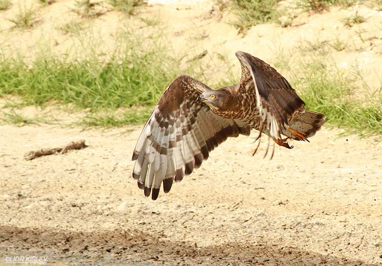 Honey Buzzard  Pernis  apivorus ,Samar , Arava valley ,27-04-13. Lior Kislev